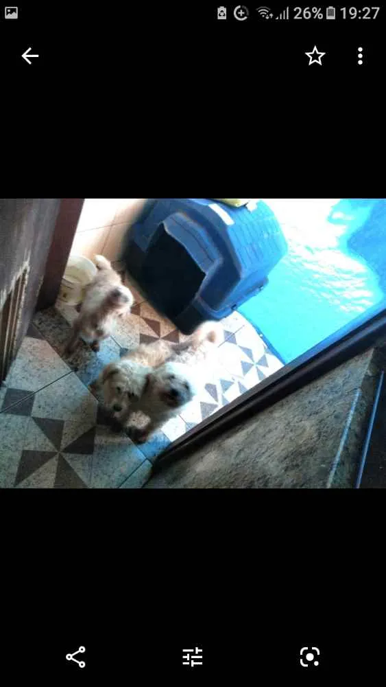 Cachorro ra a Mestiças de poodle idade 3 anos nome Mel - Vida - Sol 