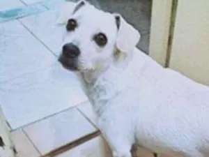 Cachorro raça viralata idade 6 ou mais anos nome Kynd