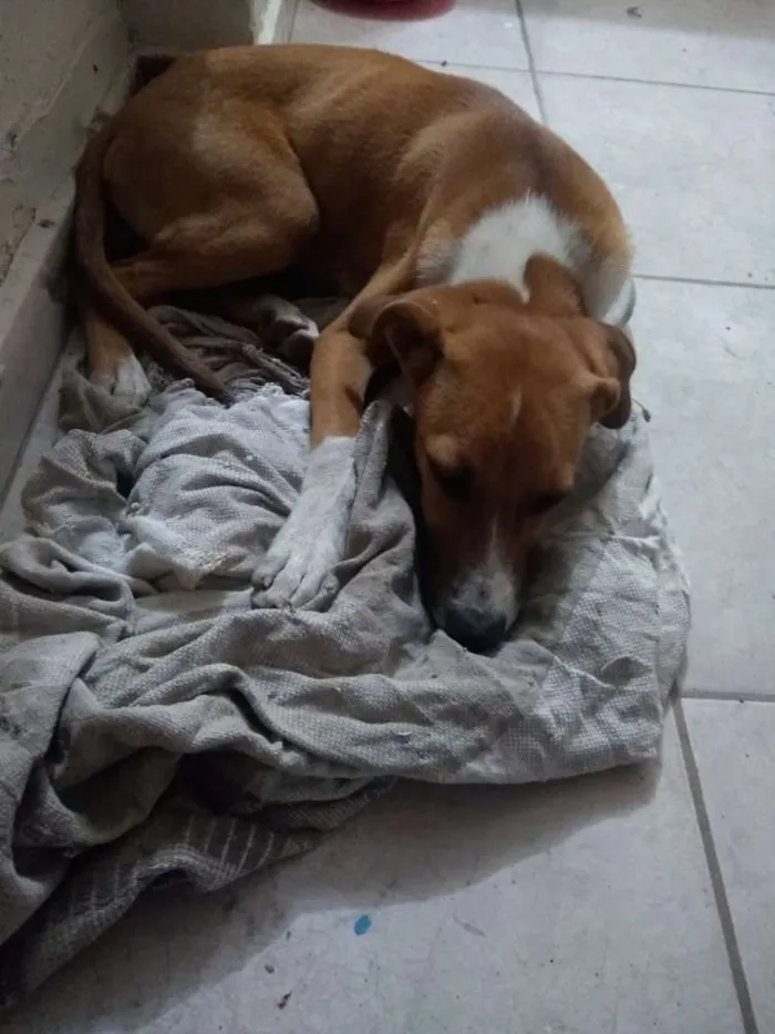 Cachorro ra a Srd idade 2 a 6 meses nome Ainda não sei