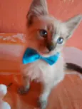 Fofinho