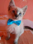 Fofinho