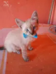 Fofinho
