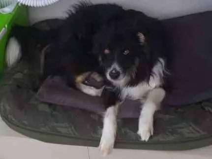 Cachorro ra a Boder Collie  idade 6 ou mais anos nome Bady