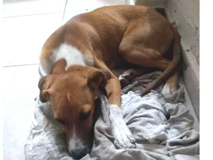 Cachorro ra a Srd idade 2 a 6 meses nome Ainda não sei