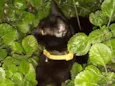 Sirius
