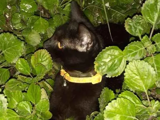 Gato raça Vira lata idade 2 a 6 meses nome Sirius