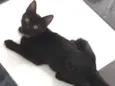 Sirius