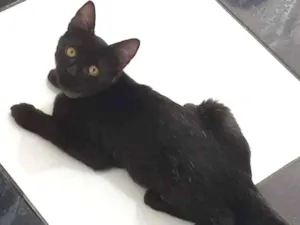 Gato raça Vira lata idade 2 a 6 meses nome Sirius