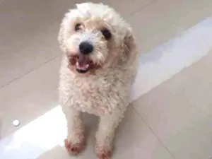 Cachorro raça poodle  idade 6 ou mais anos nome Floyd