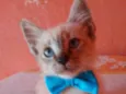 Fofinho