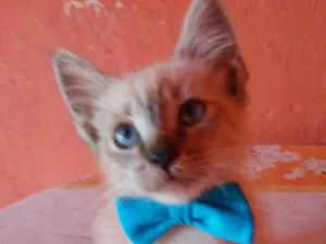 Gato raça Siames idade 2 a 6 meses nome Fofinho