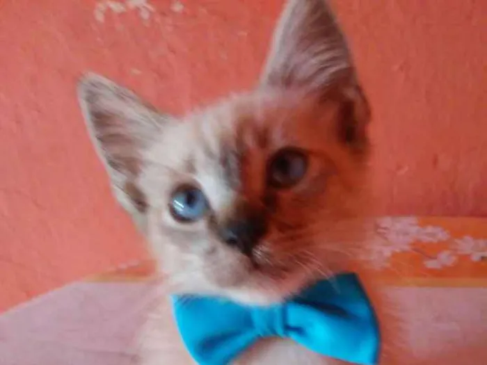 Gato ra a Siames idade 2 a 6 meses nome Fofinho