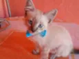 Fofinho