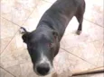Apolo