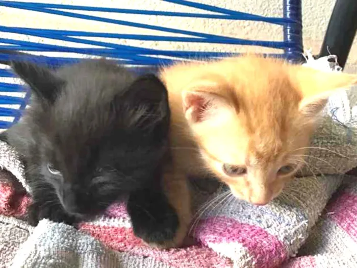 Gato ra a Comum idade Abaixo de 2 meses nome Carrapicho e Gigi