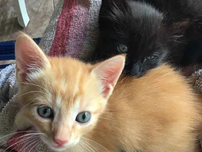 Gato ra a Comum idade Abaixo de 2 meses nome Carrapicho e Gigi