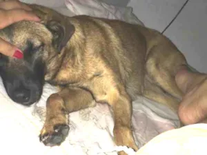 Cachorro raça Vira lata idade 2 anos nome Lola 