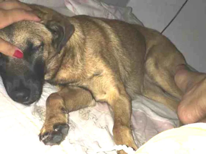 Cachorro ra a Vira lata idade 2 anos nome Lola 