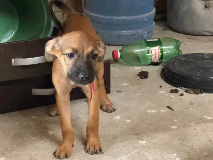 Cachorro ra a Não definida  idade 2 a 6 meses nome Filhotinha