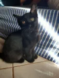 Sem nome (gatinha)