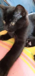 Sem nome (gatinha)