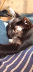 Sem nome (gatinha)