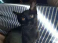 Sem nome (gatinha)