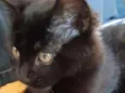 Sem nome (gatinha)