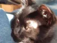 Sem nome (gatinha)