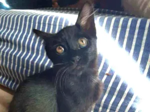 Cachorro raça Sem raça idade 2 a 6 meses nome Sem nome (gatinha)