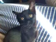 Sem nome (gatinha)