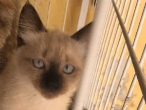 Gato raça SRD idade 2 a 6 meses nome Sem nome 
