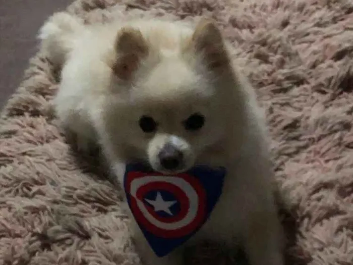 Cachorro ra a Spitz idade 2 anos nome Gael 