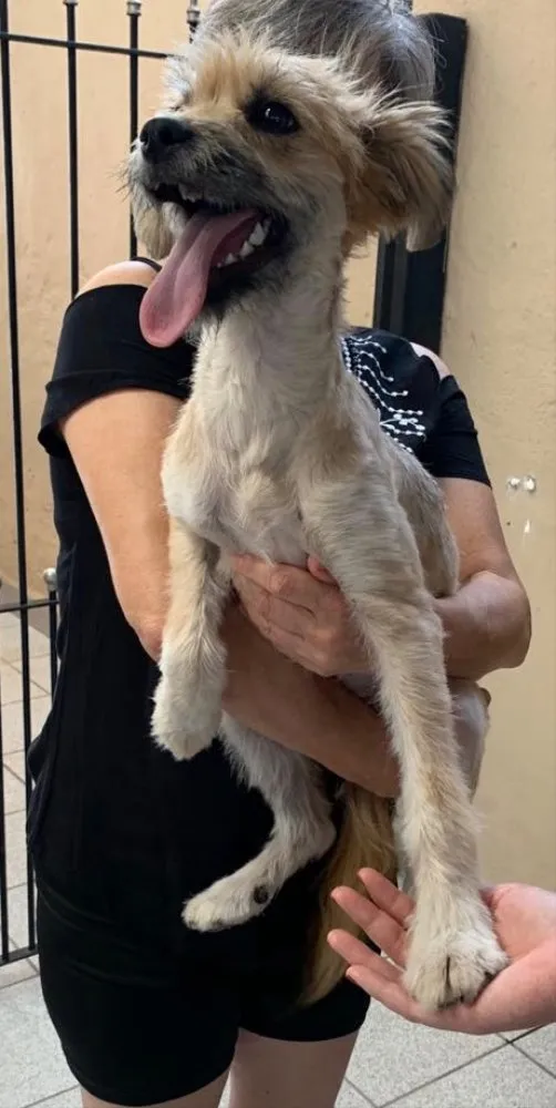 Cachorro ra a Srd idade 7 a 11 meses nome Pituca