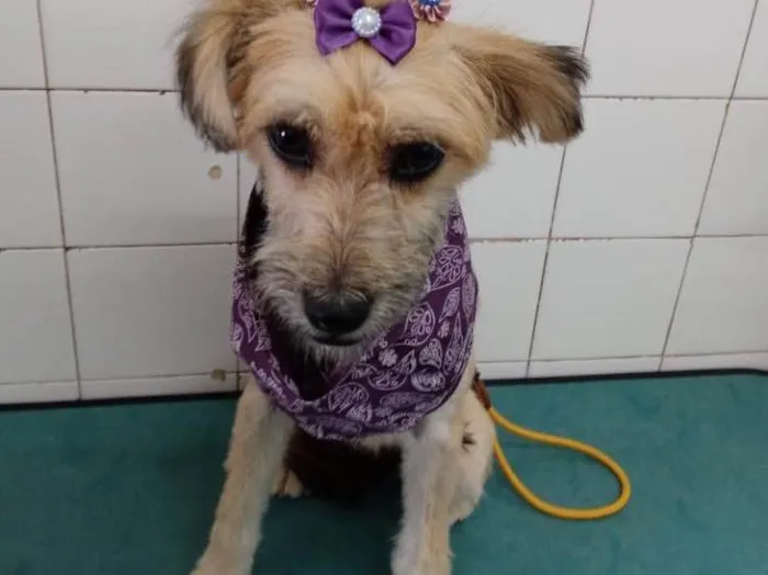 Cachorro ra a Srd idade 7 a 11 meses nome Pituca