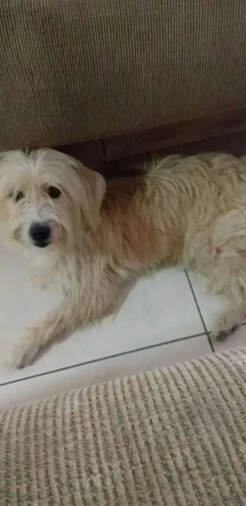 Cachorro ra a Yorkshire (misturado) idade 1 ano nome Sem nome