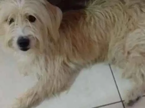 Cachorro ra a Yorkshire (misturado) idade 1 ano nome Sem nome