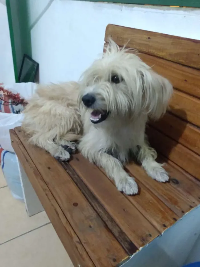 Cachorro ra a Yorkshire (misturado) idade 1 ano nome Sem nome