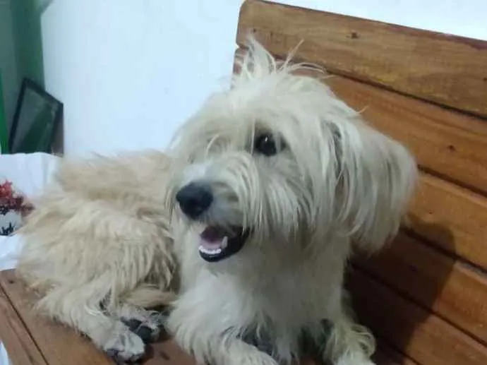 Cachorro ra a Yorkshire (misturado) idade 1 ano nome Sem nome