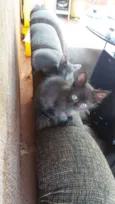 Gatinhos