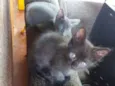 Gatinhos