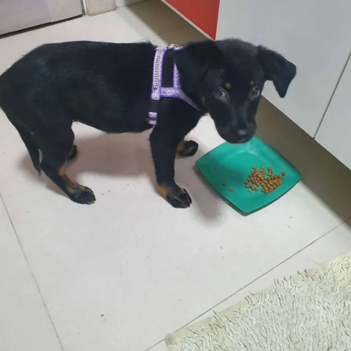 Cachorro ra a SRD idade 2 a 6 meses nome Ainda sem nome