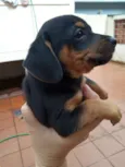 Todinho
