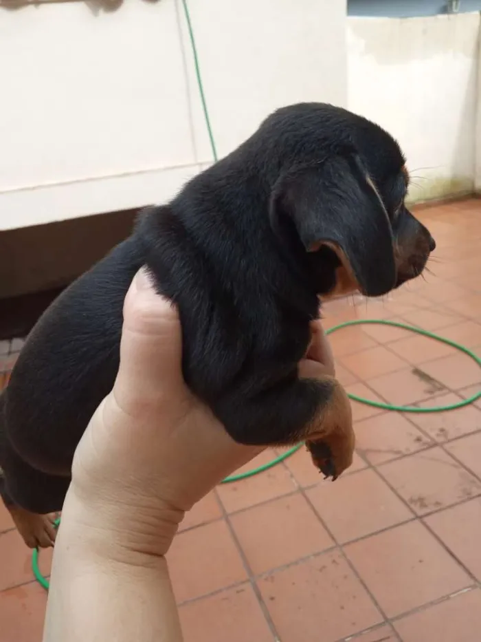 Cachorro ra a Viralata idade Abaixo de 2 meses nome Todinho