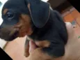 Todinho
