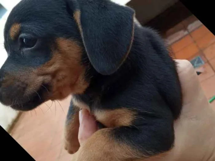 Cachorro ra a Viralata idade Abaixo de 2 meses nome Todinho
