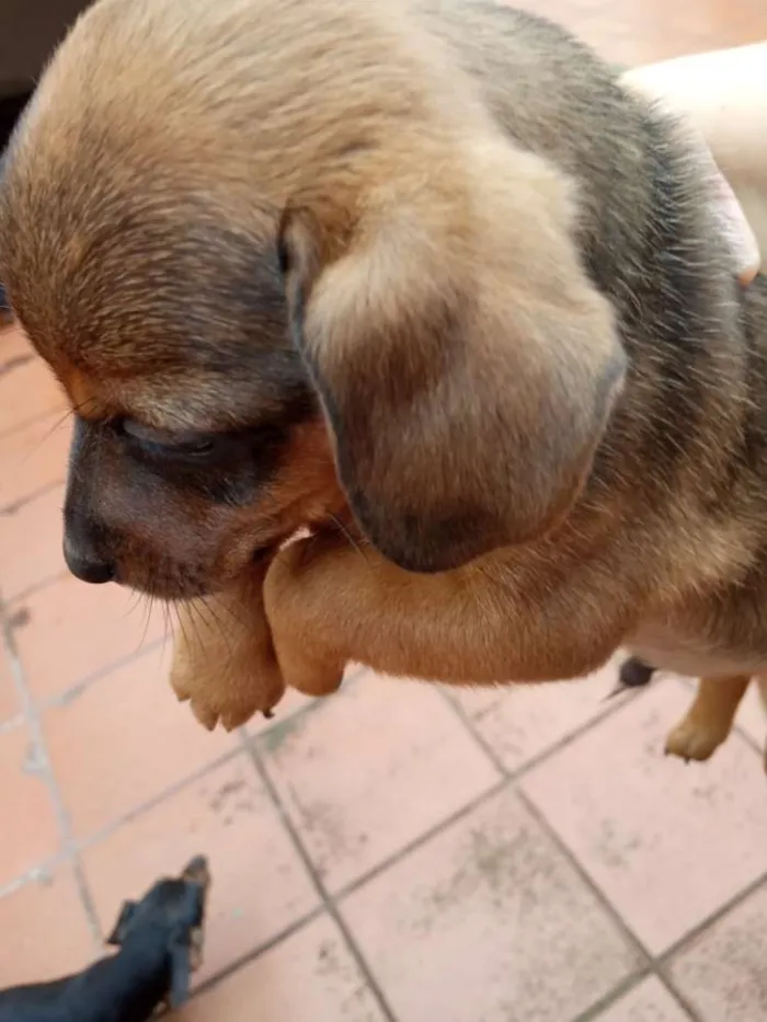 Cachorro ra a Viralata idade Abaixo de 2 meses nome Nescau