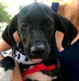 Biscoito
