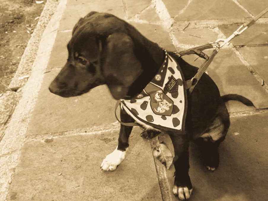 Cachorro raça SRD idade 2 a 6 meses nome Biscoito