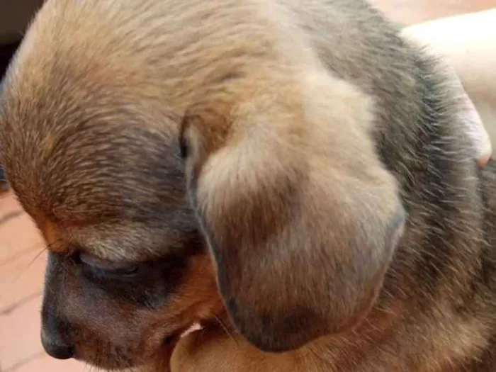 Cachorro ra a Viralata idade Abaixo de 2 meses nome Nescau